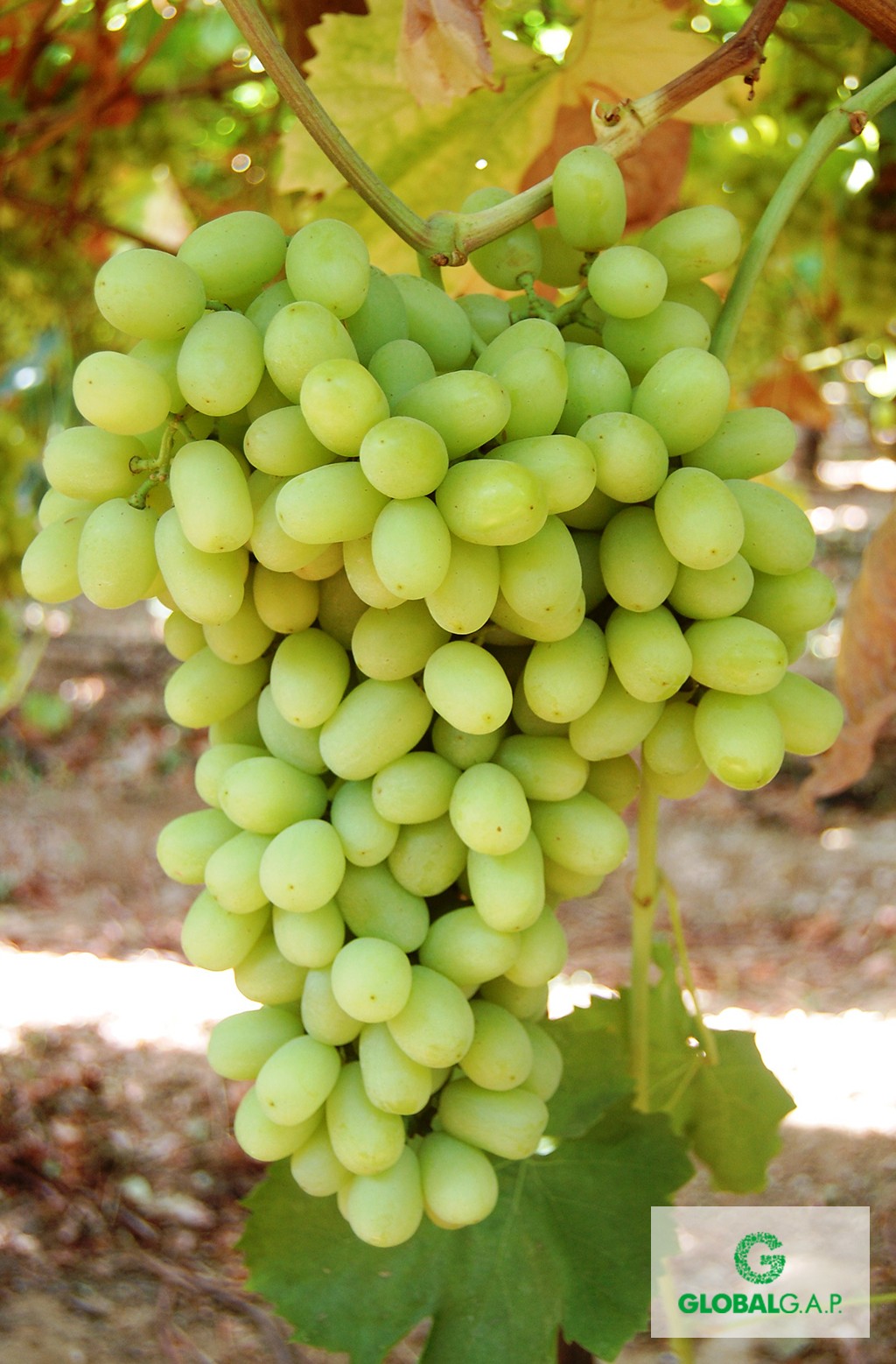 White Seedless