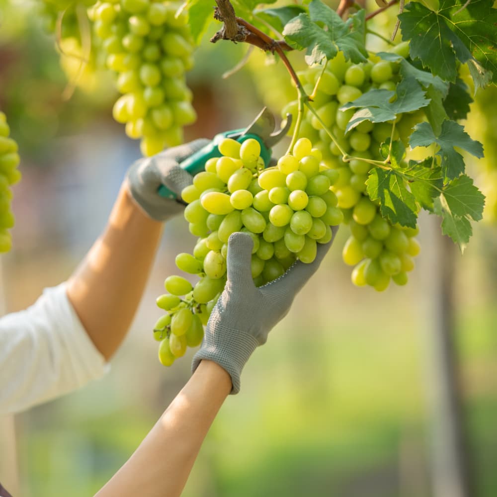 Vineyard rows with ripening grapes and mountains beyond