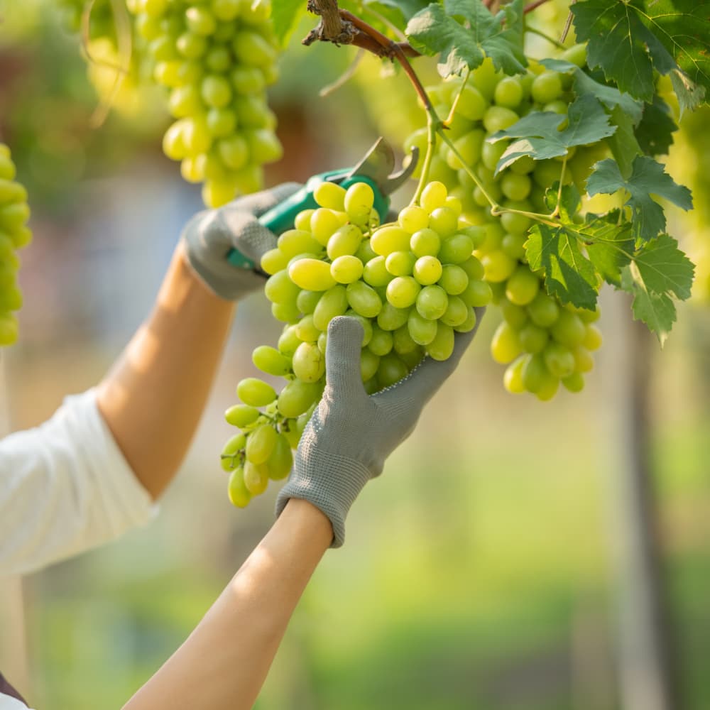 Hands holding a freshly picked bunch of table grapes