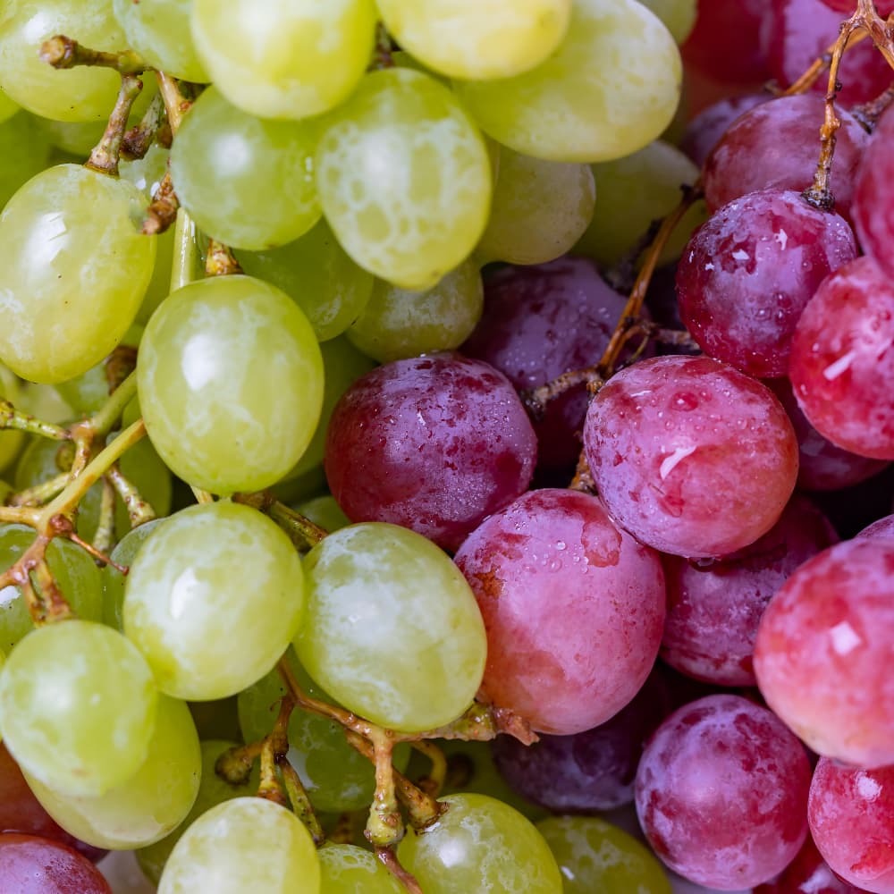 A close-up bunch of premium red table grapes