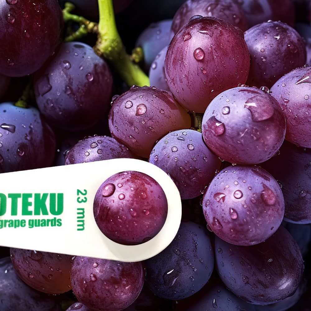 Hands holding a freshly harvested bunch of grapes