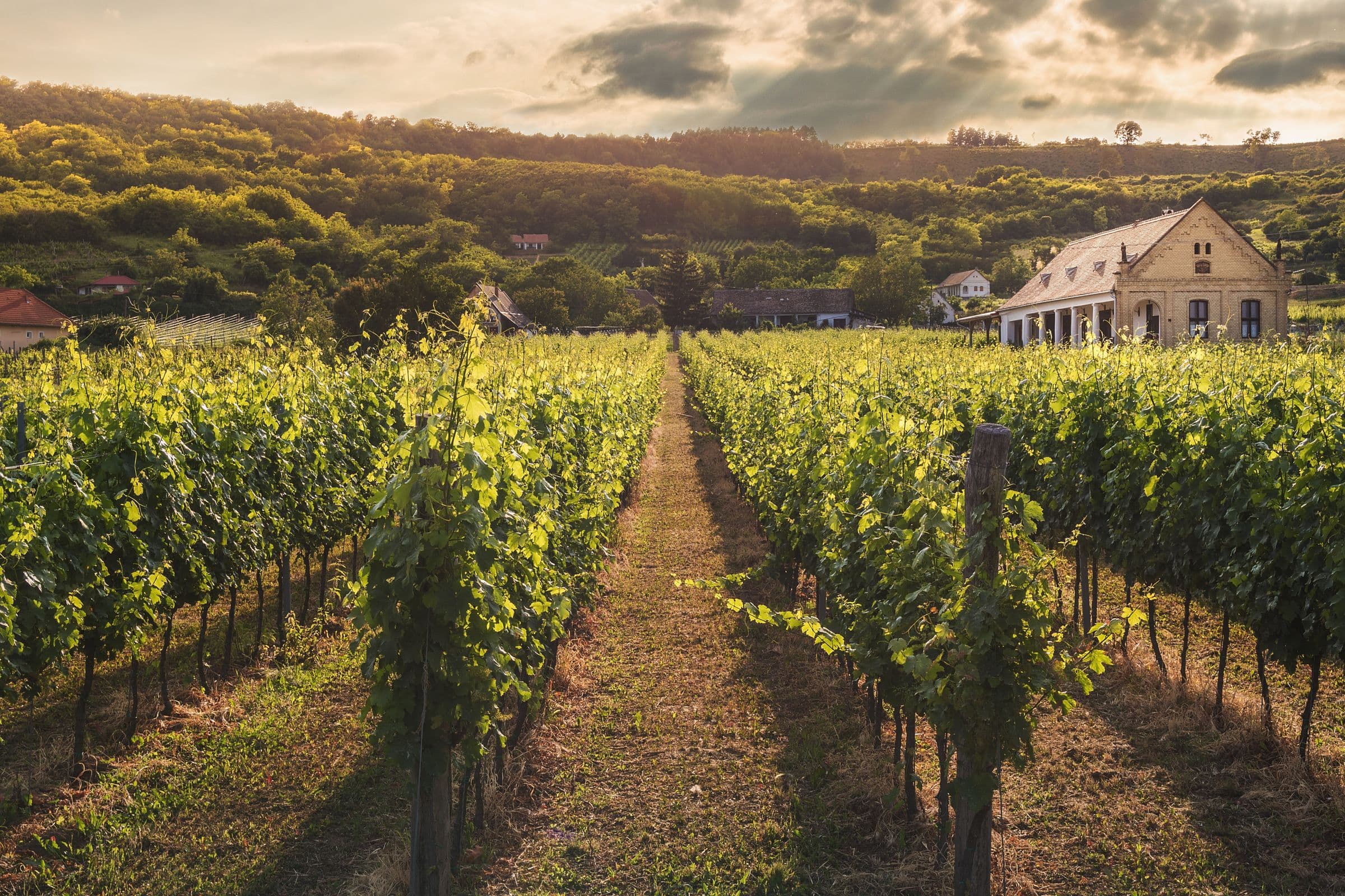 Sunlit vineyard rows stretching toward the hills