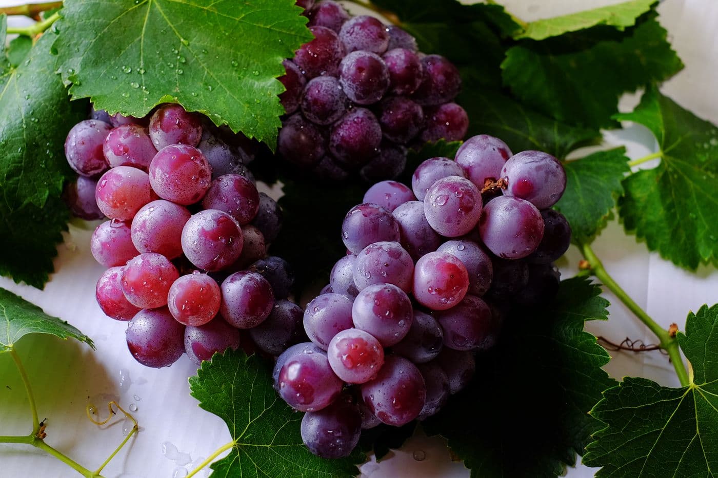 Premium table grapes ready for harvest
