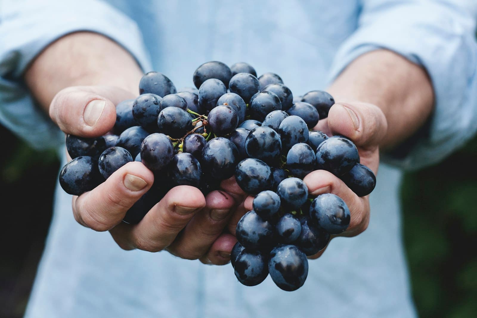 Hands holding freshly harvested table grapes