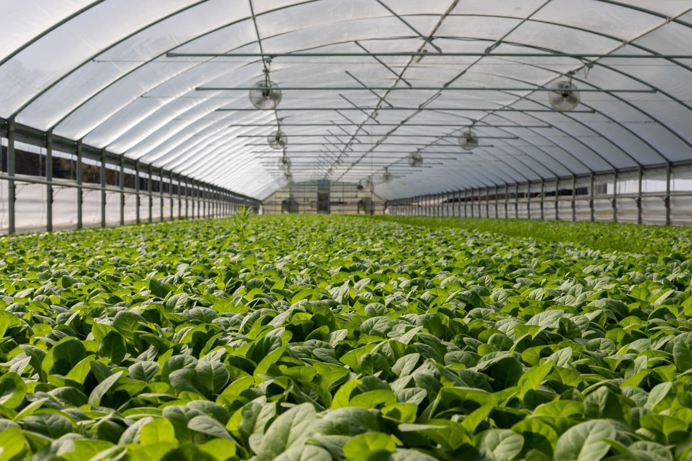 Greenhouse cultivation supporting agricultural development